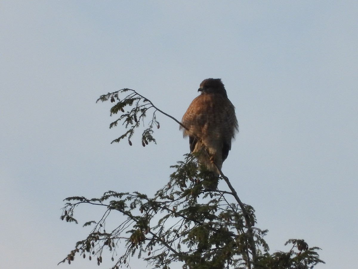 Red-shouldered Hawk - ML375093031