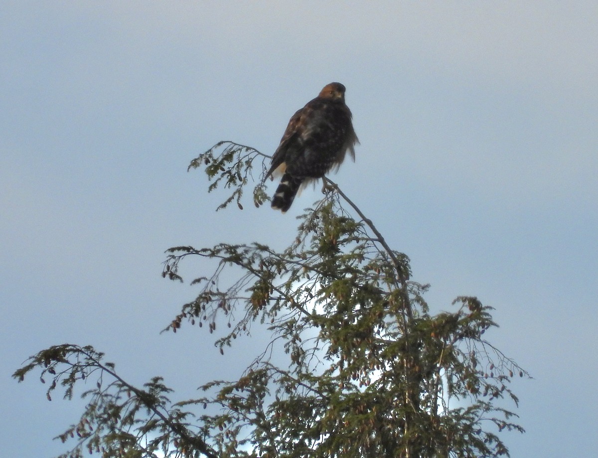 Red-shouldered Hawk - ML375093041