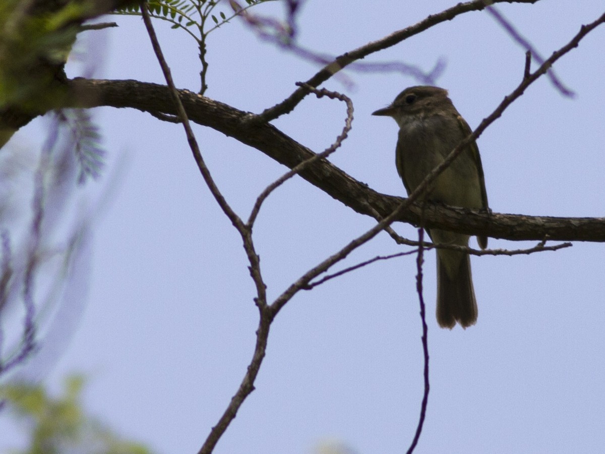 Alder Flycatcher - ML37509341