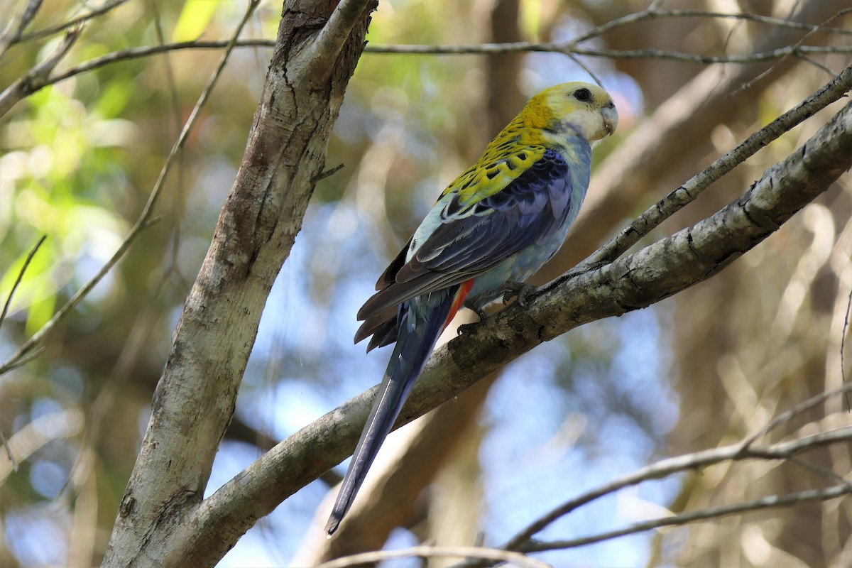 Pale-headed Rosella - ML375093611