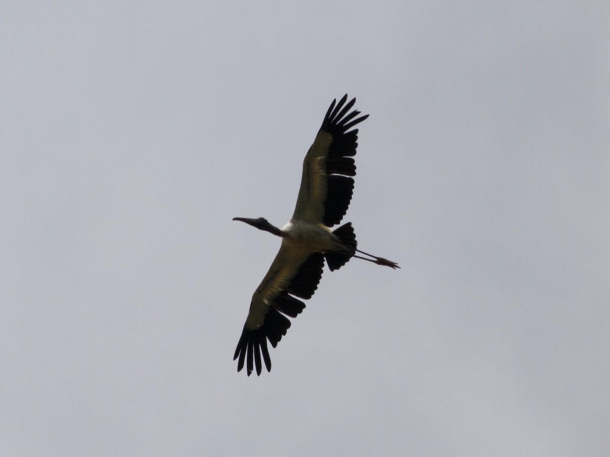 Wood Stork - ML37509401