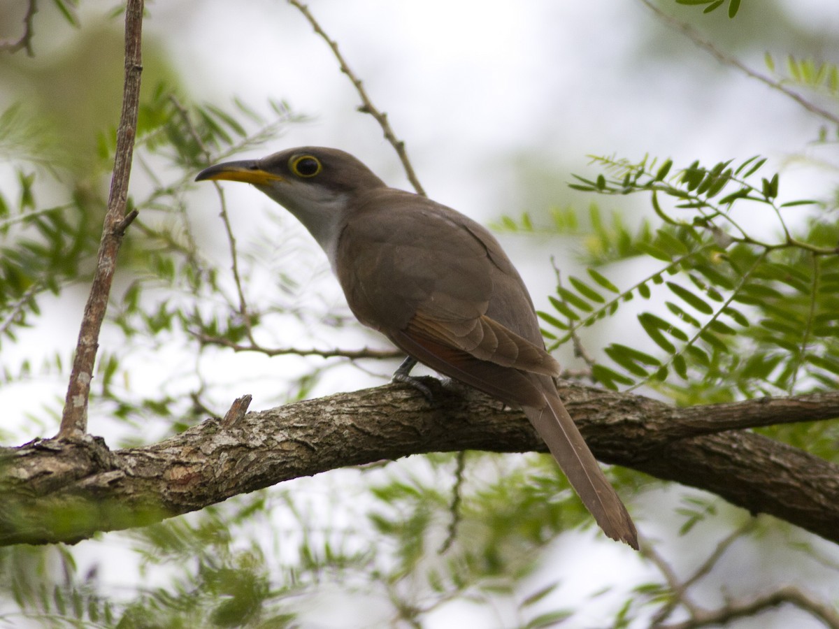 Yellow-billed Cuckoo - ML37509421