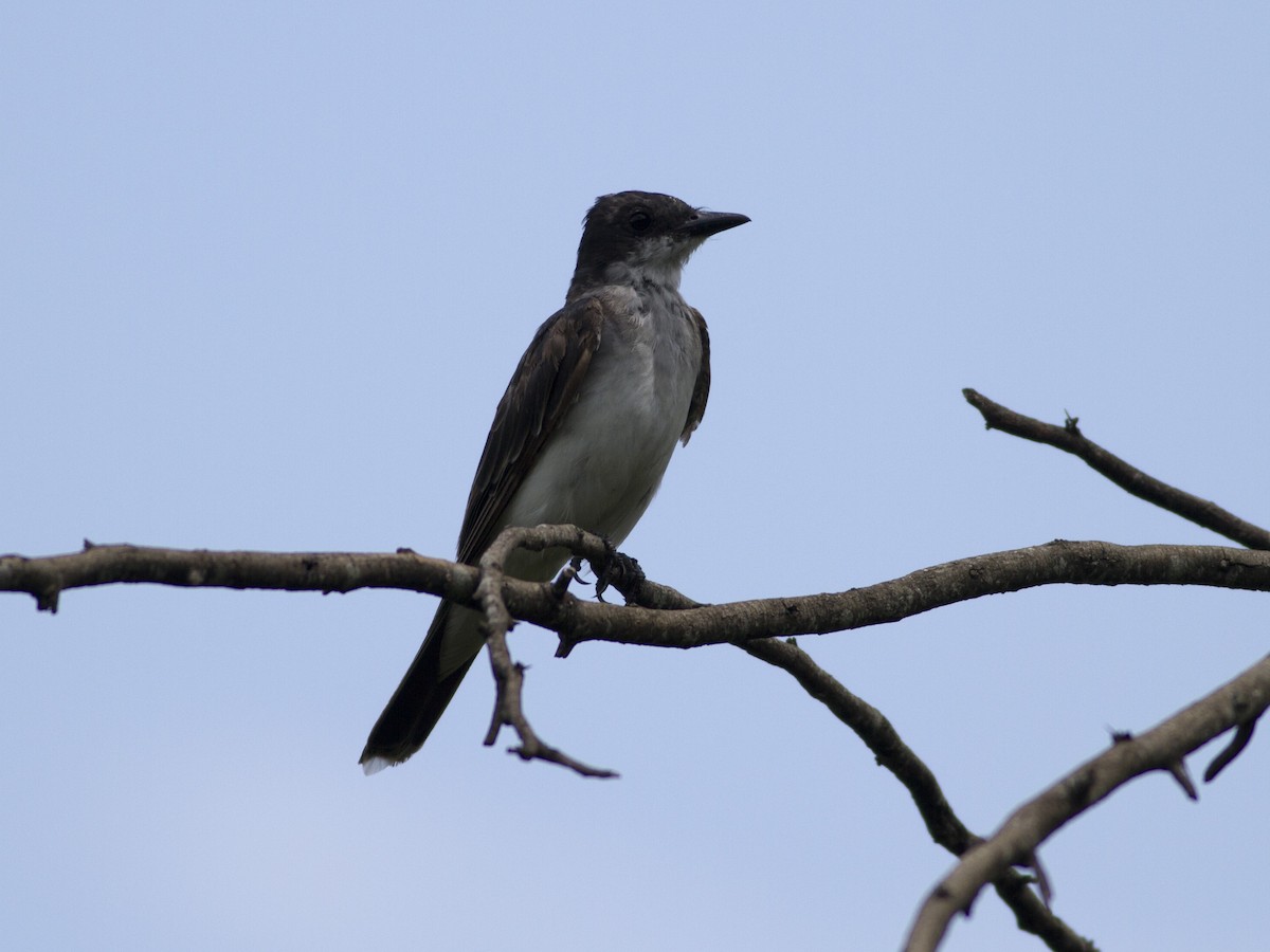 Eastern Kingbird - ML37509431