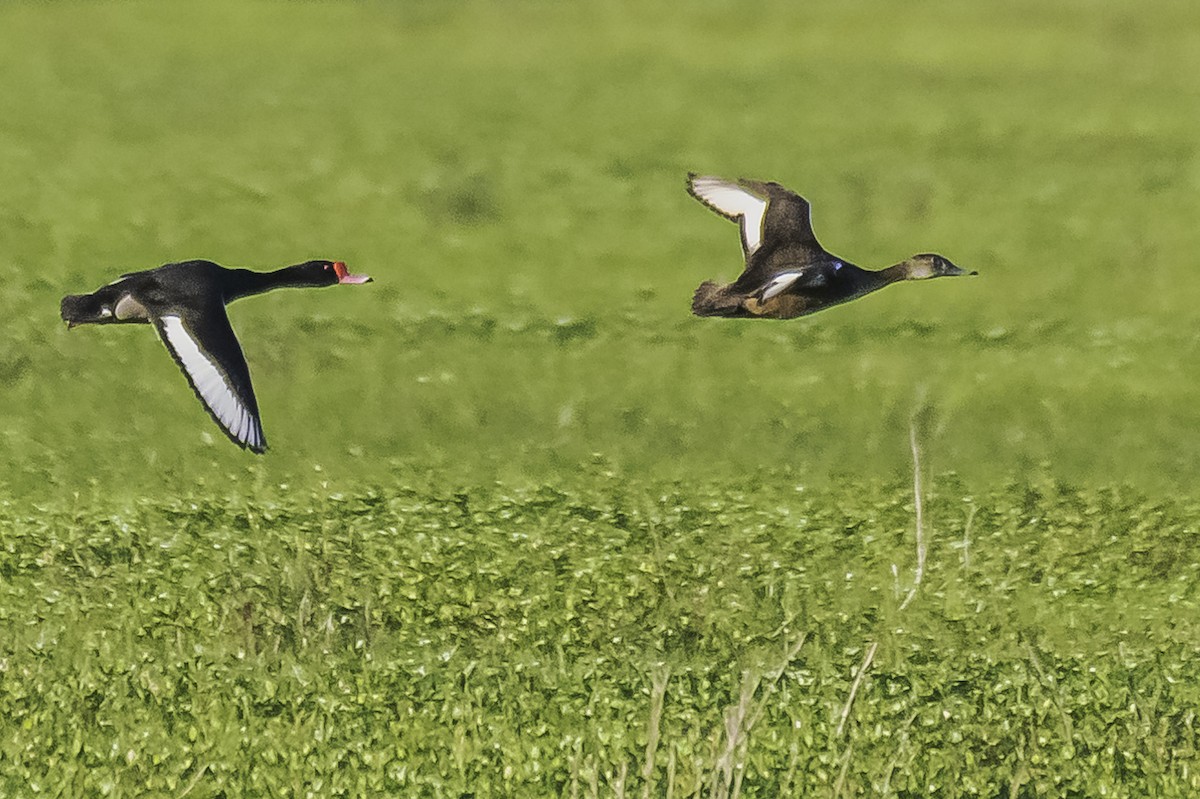 Rosy-billed Pochard - Amed Hernández