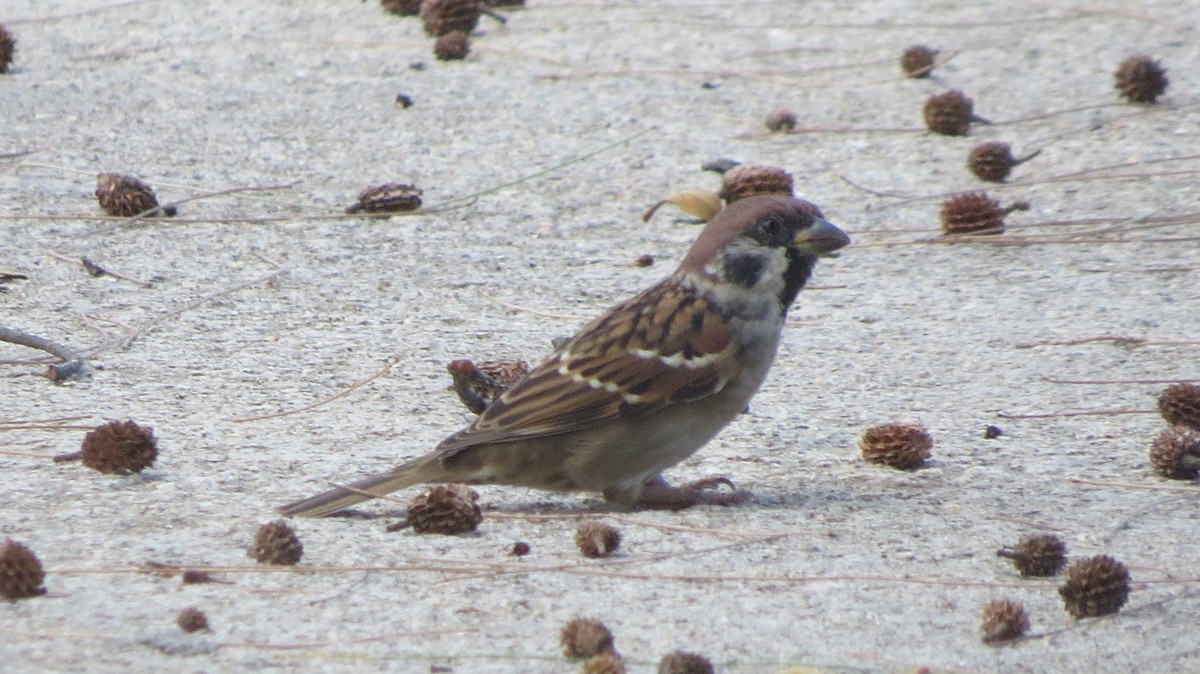 Eurasian Tree Sparrow - ML375095211