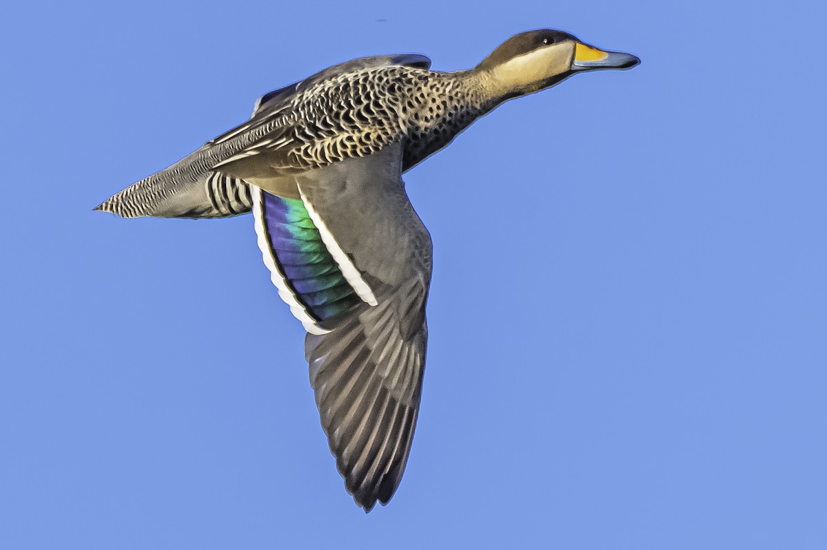 Silver Teal - Amed Hernández