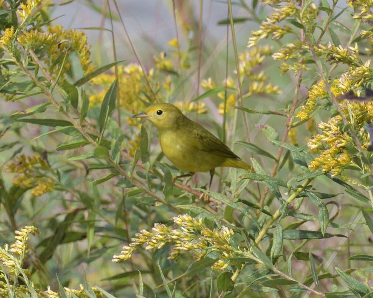 Yellow Warbler - ML375095411