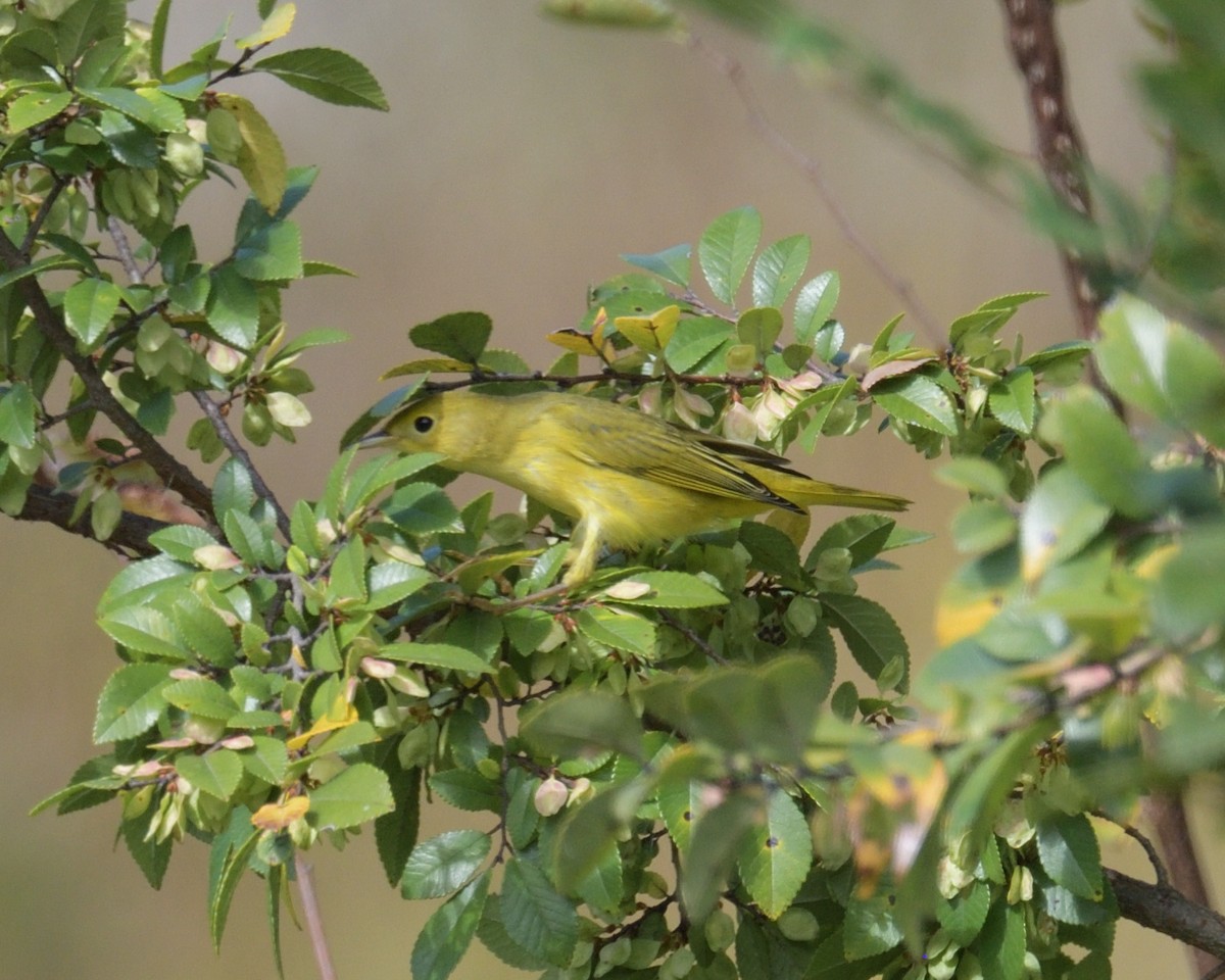 Paruline jaune - ML375095431