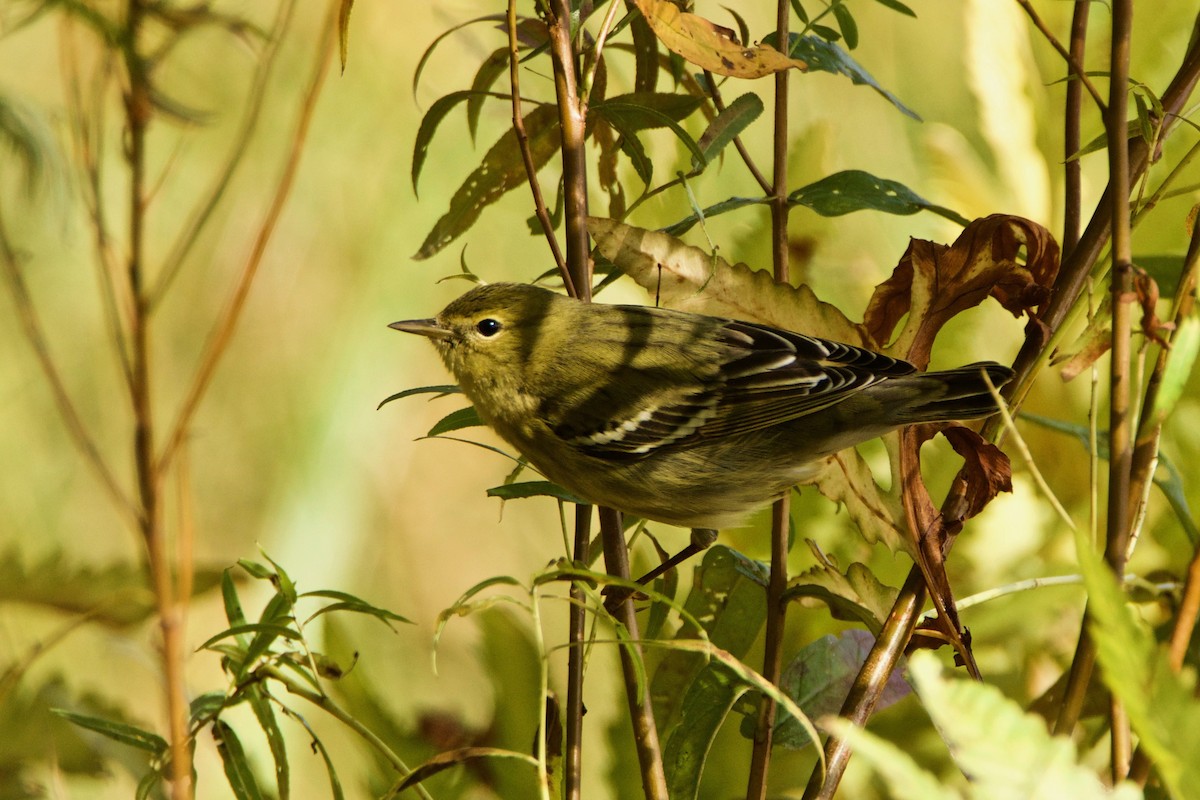 Blackpoll Warbler - ML375095681