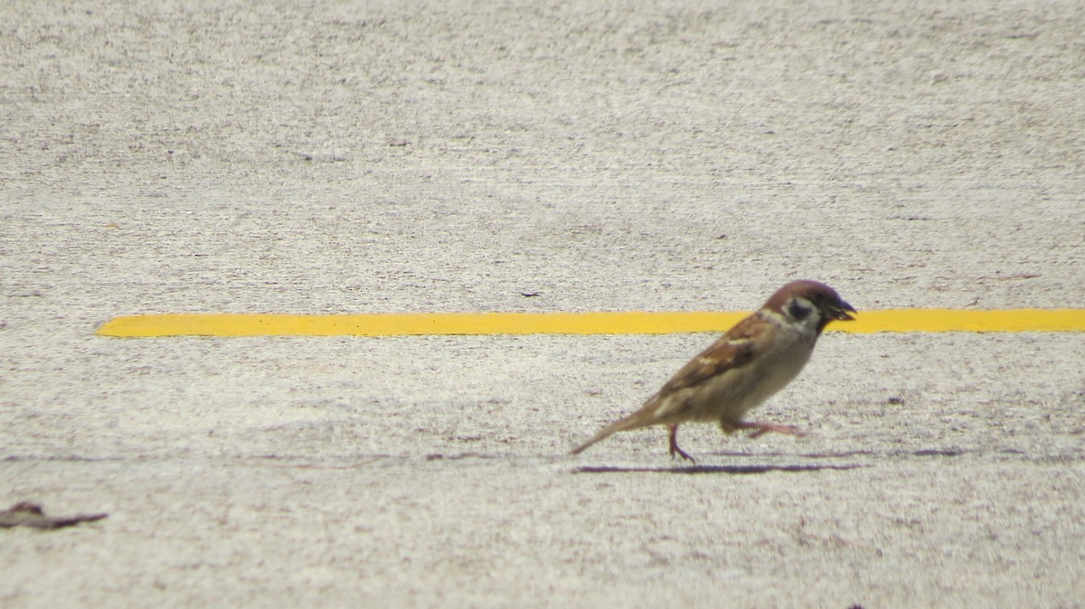 Eurasian Tree Sparrow - ML375095831