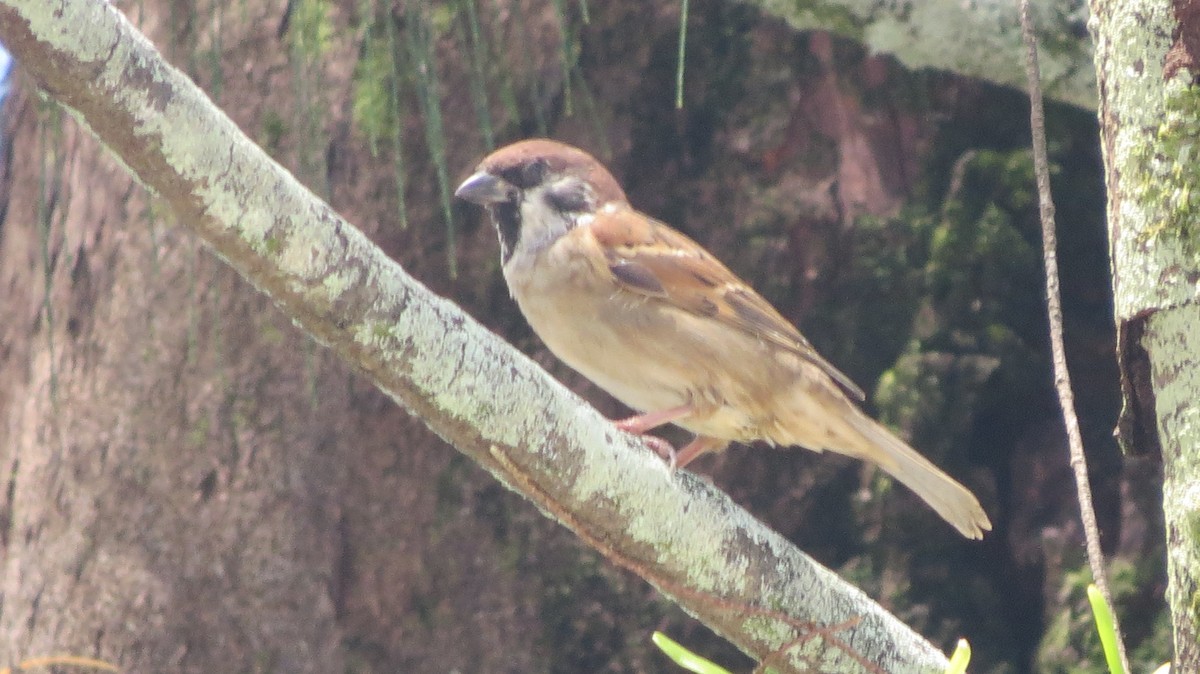 Eurasian Tree Sparrow - ML375095941