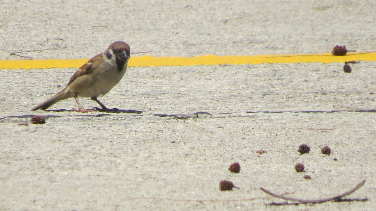 Eurasian Tree Sparrow - ML375095961