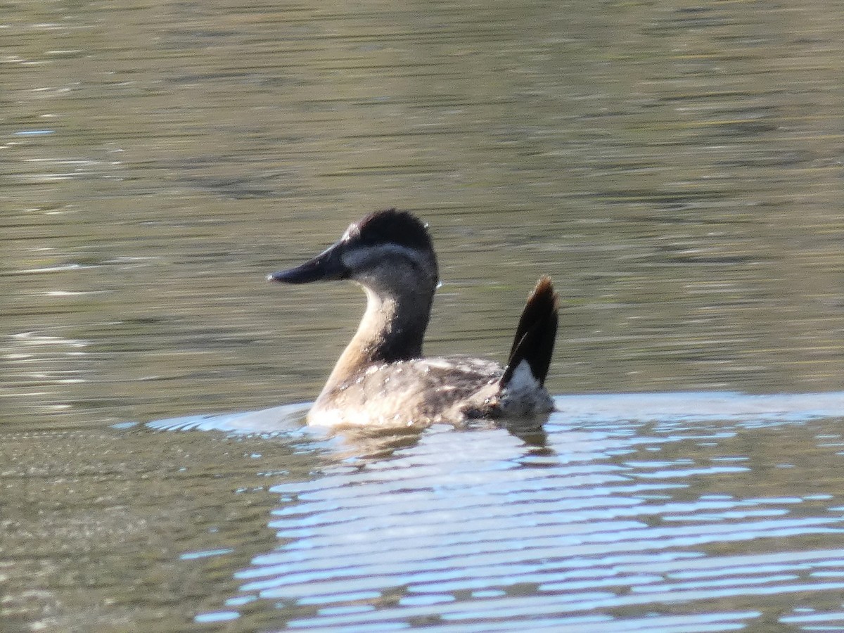 Ruddy Duck - ML375096291