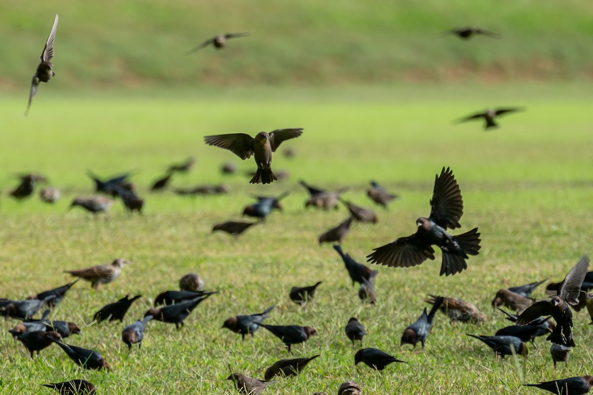 Brown-headed Cowbird - ML375096541