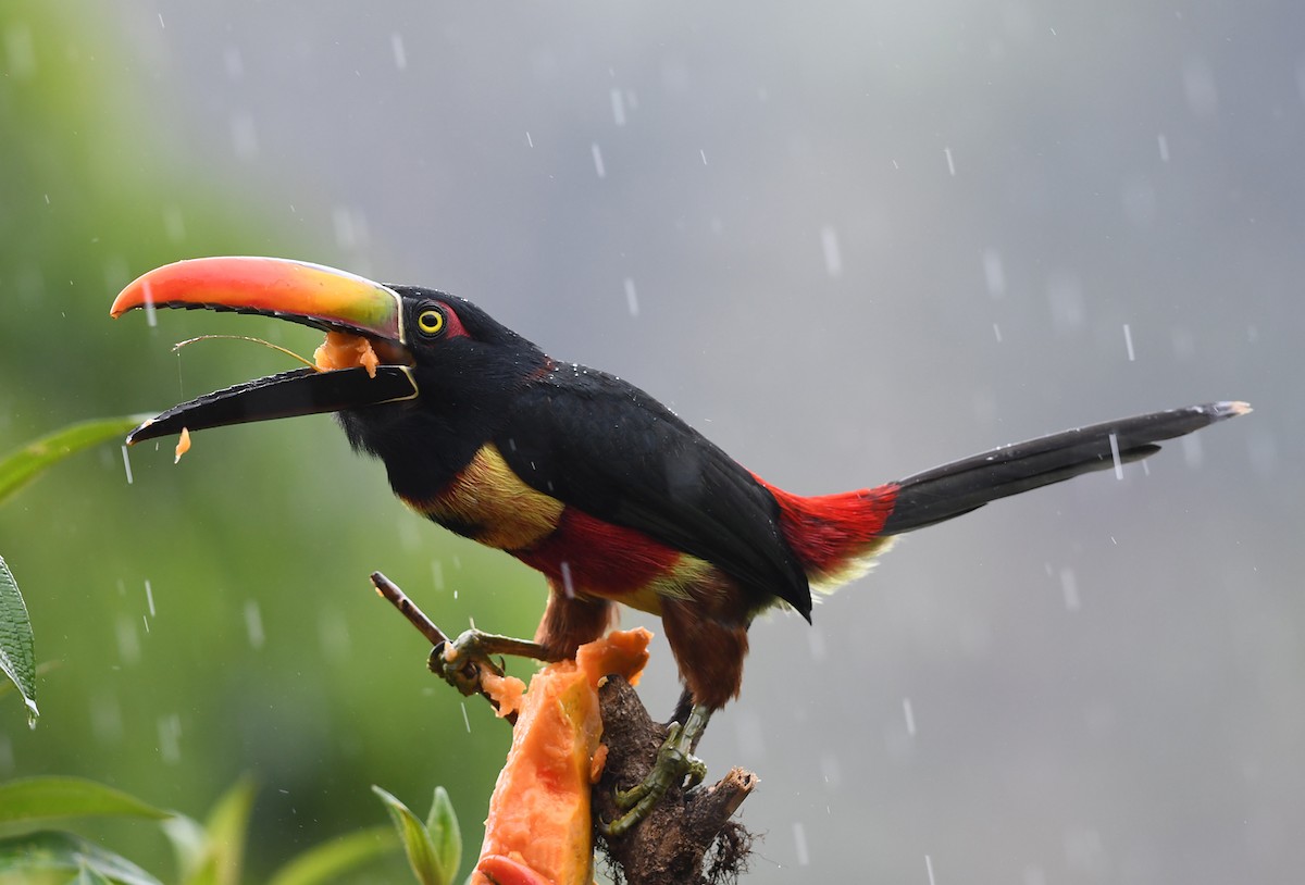 Fiery-billed Aracari - Joshua Vandermeulen