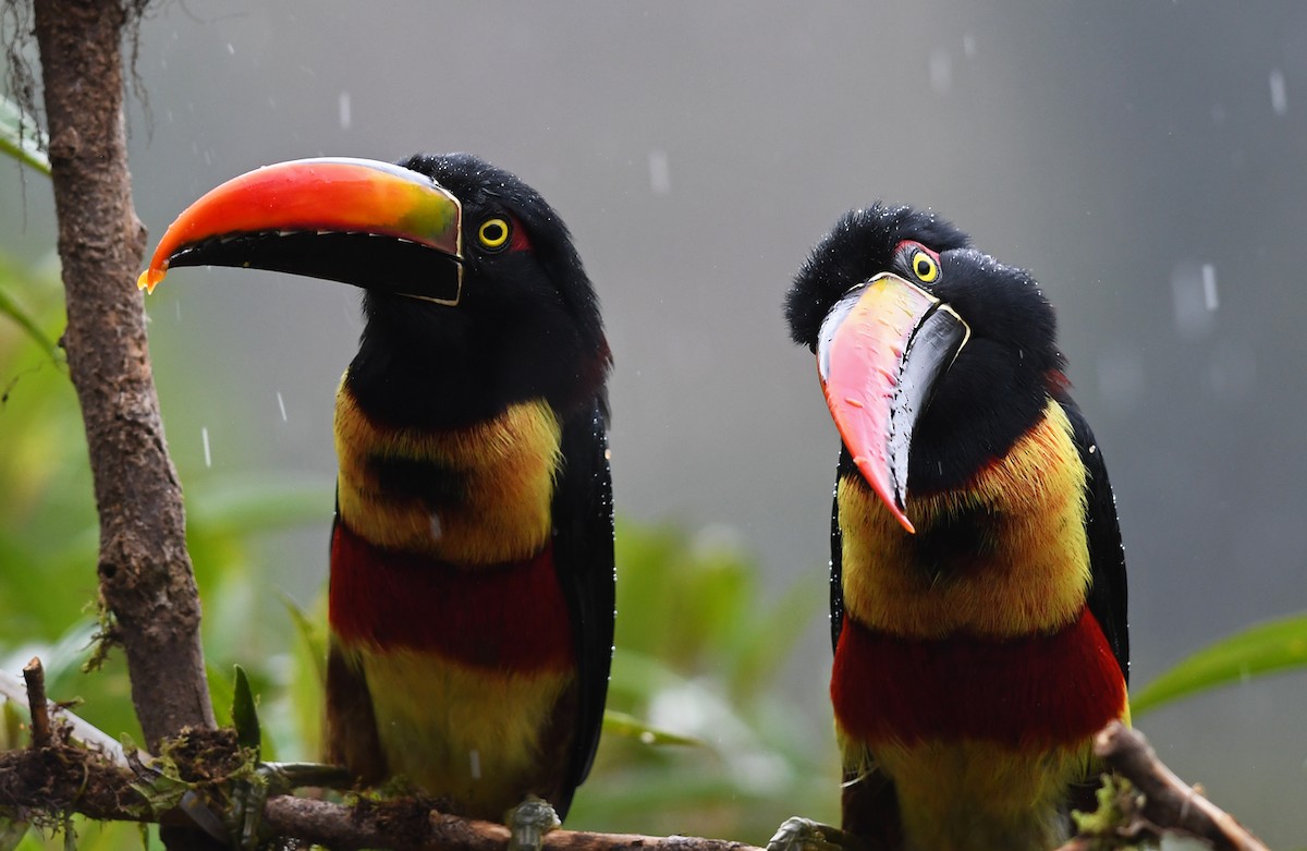 Fiery-billed Aracari - Joshua Vandermeulen