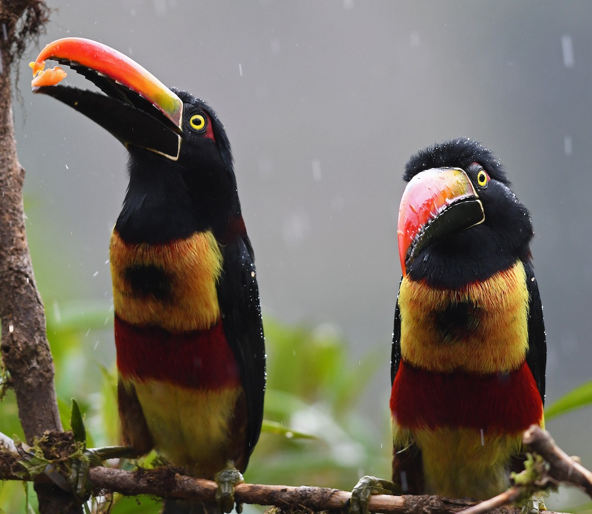 Fiery-billed Aracari - Joshua Vandermeulen