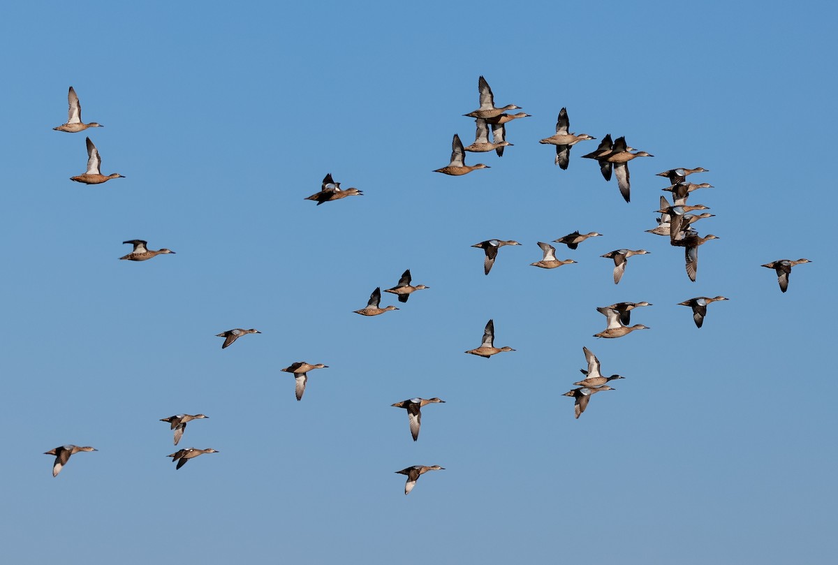 Blue-winged Teal - ML375098321