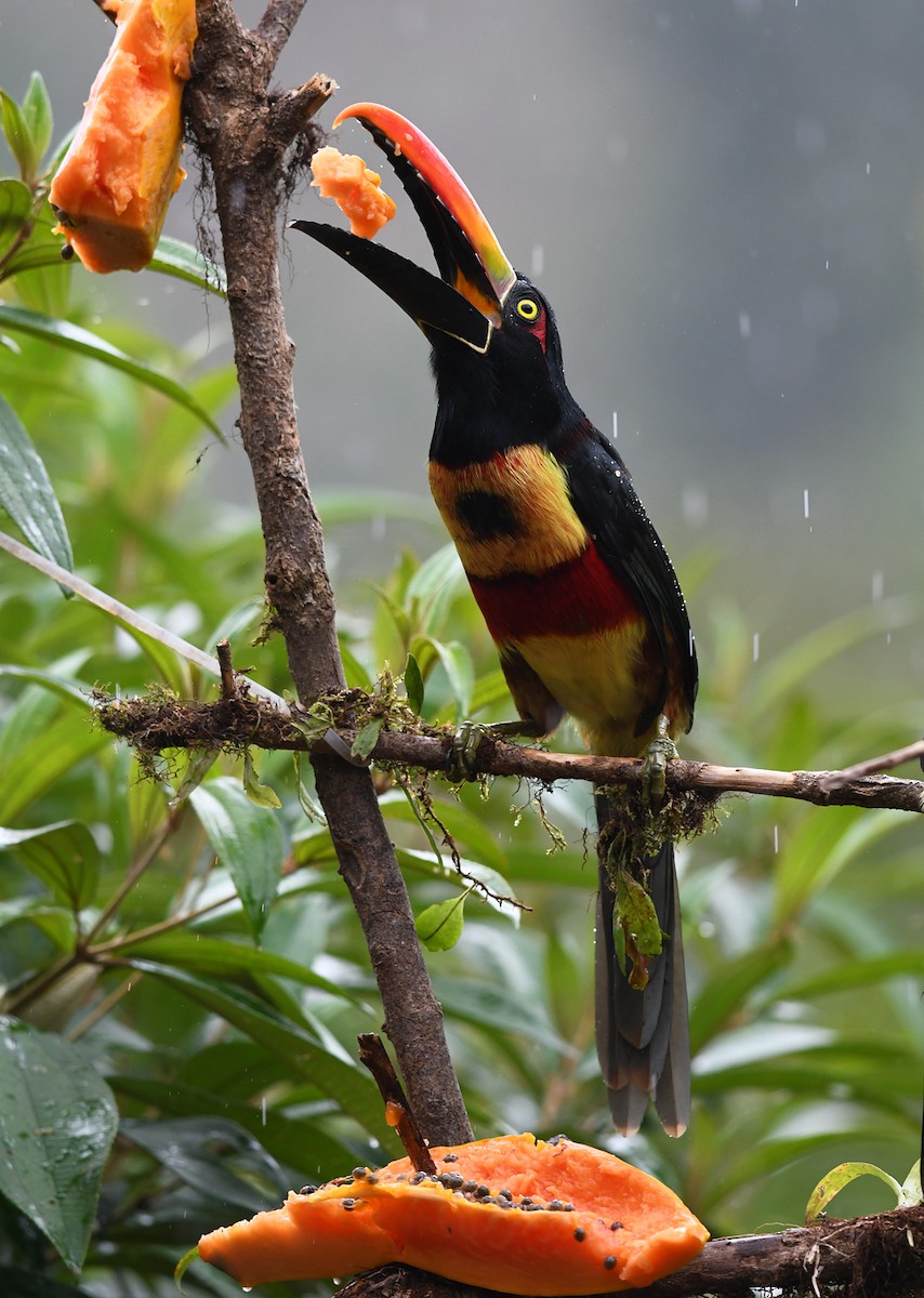 Fiery-billed Aracari - Joshua Vandermeulen