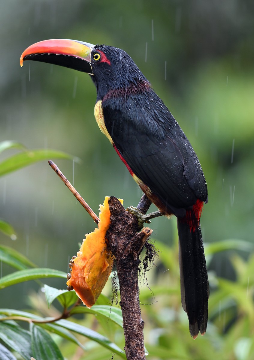 Fiery-billed Aracari - Joshua Vandermeulen