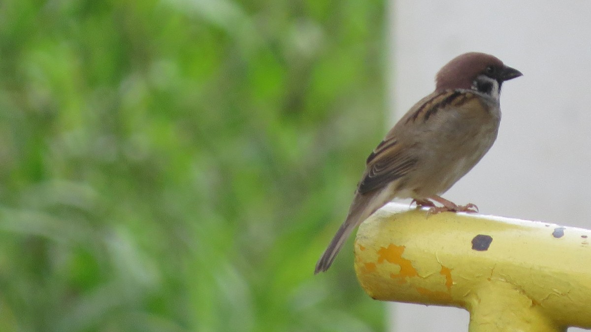 Eurasian Tree Sparrow - Niro Nobert