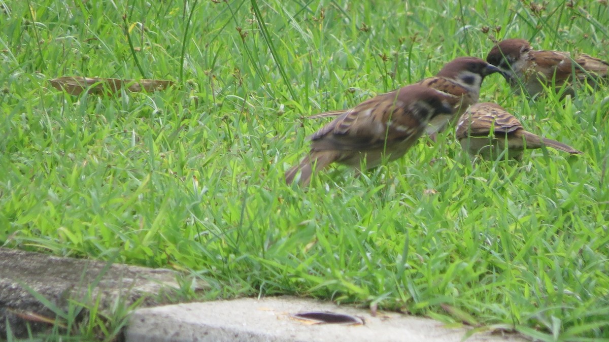 Eurasian Tree Sparrow - ML375098731