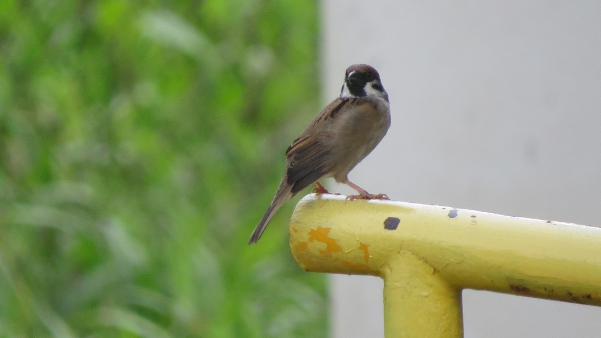Eurasian Tree Sparrow - ML375098761
