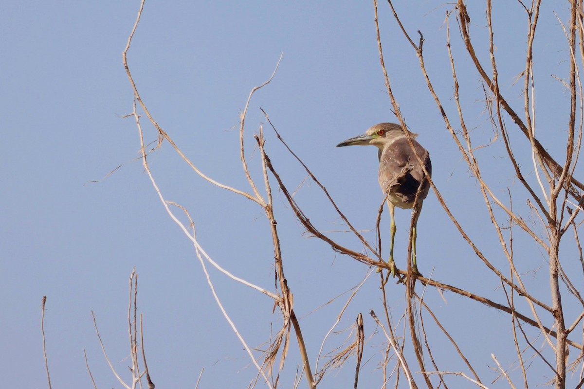 Black-crowned Night Heron - ML375098801