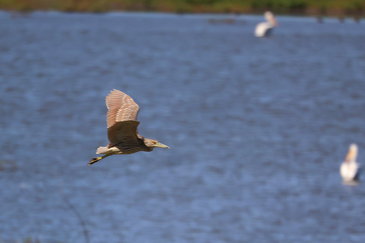 Black-crowned Night Heron - ML375098811