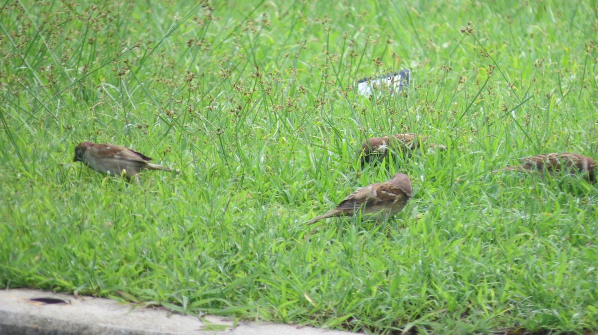 Eurasian Tree Sparrow - ML375099151