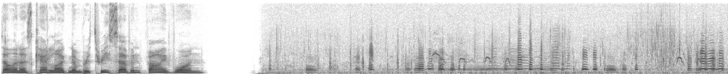 Trumpeter Swan - ML3751