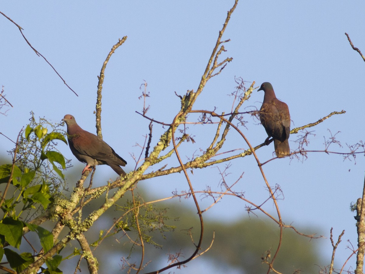 Pale-vented Pigeon - ML37510011