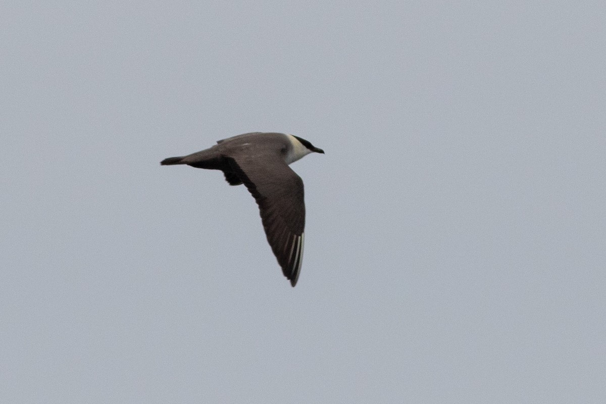 Long-tailed Jaeger - Rob Fowler