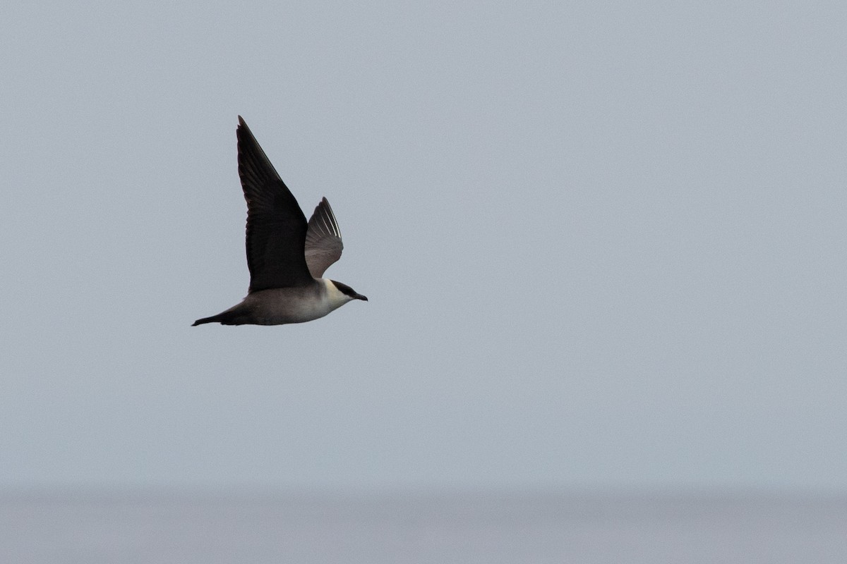 Long-tailed Jaeger - ML375100201