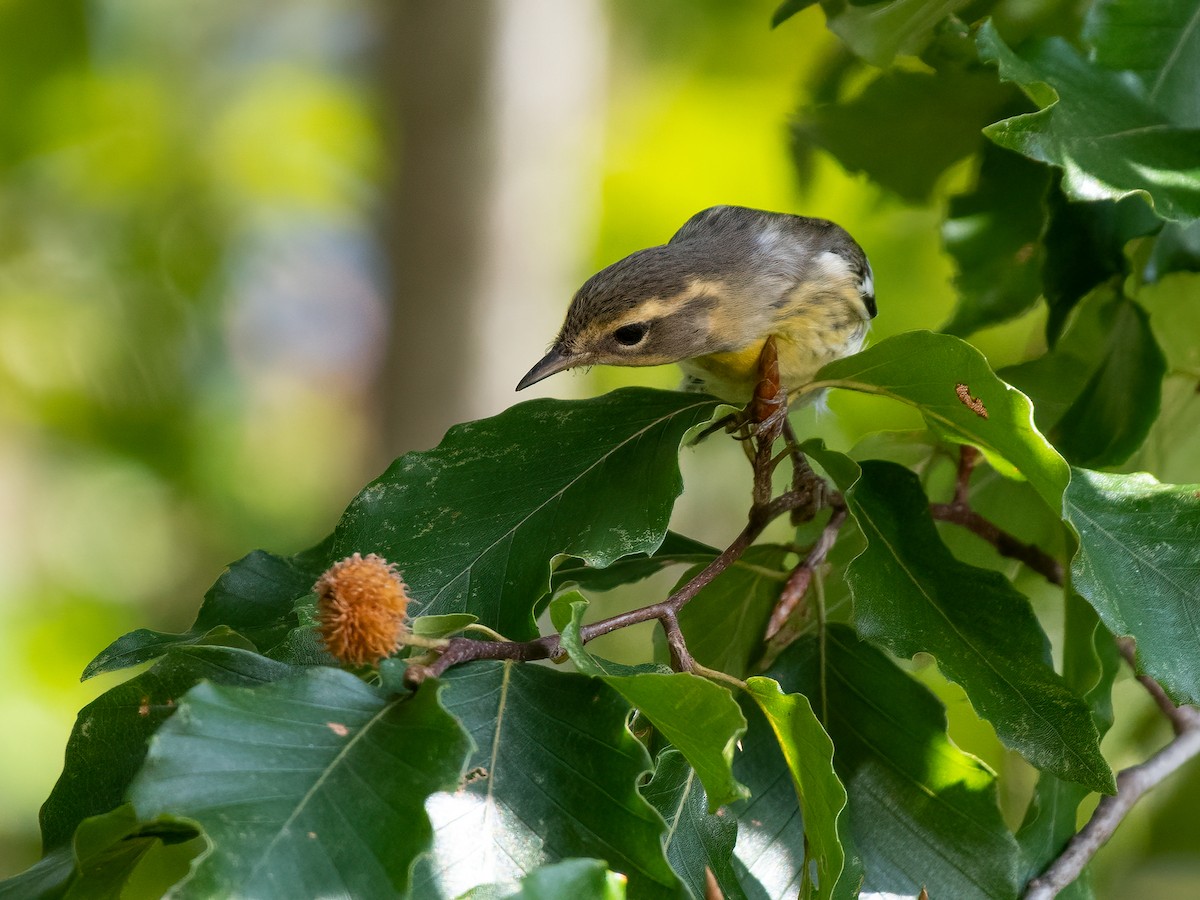 Blackburnian Warbler - ML375101161