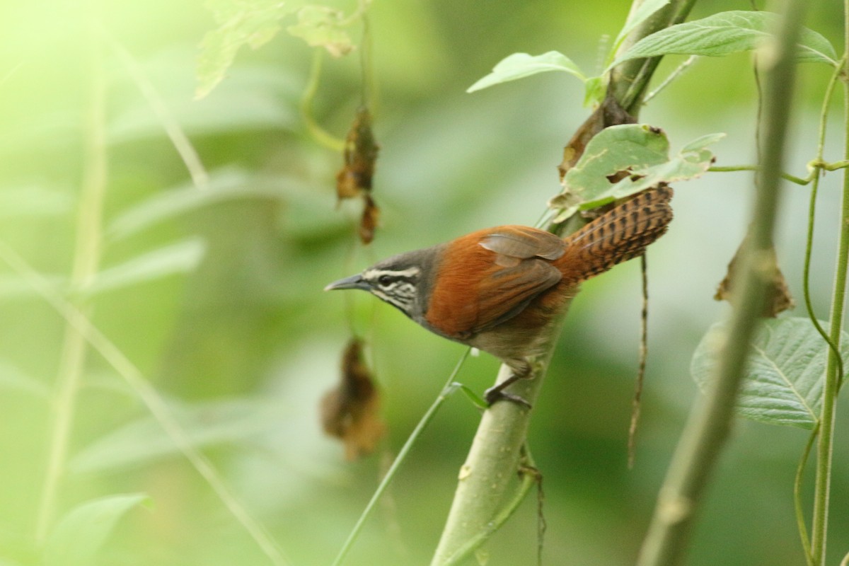 Whiskered Wren - ML37510161