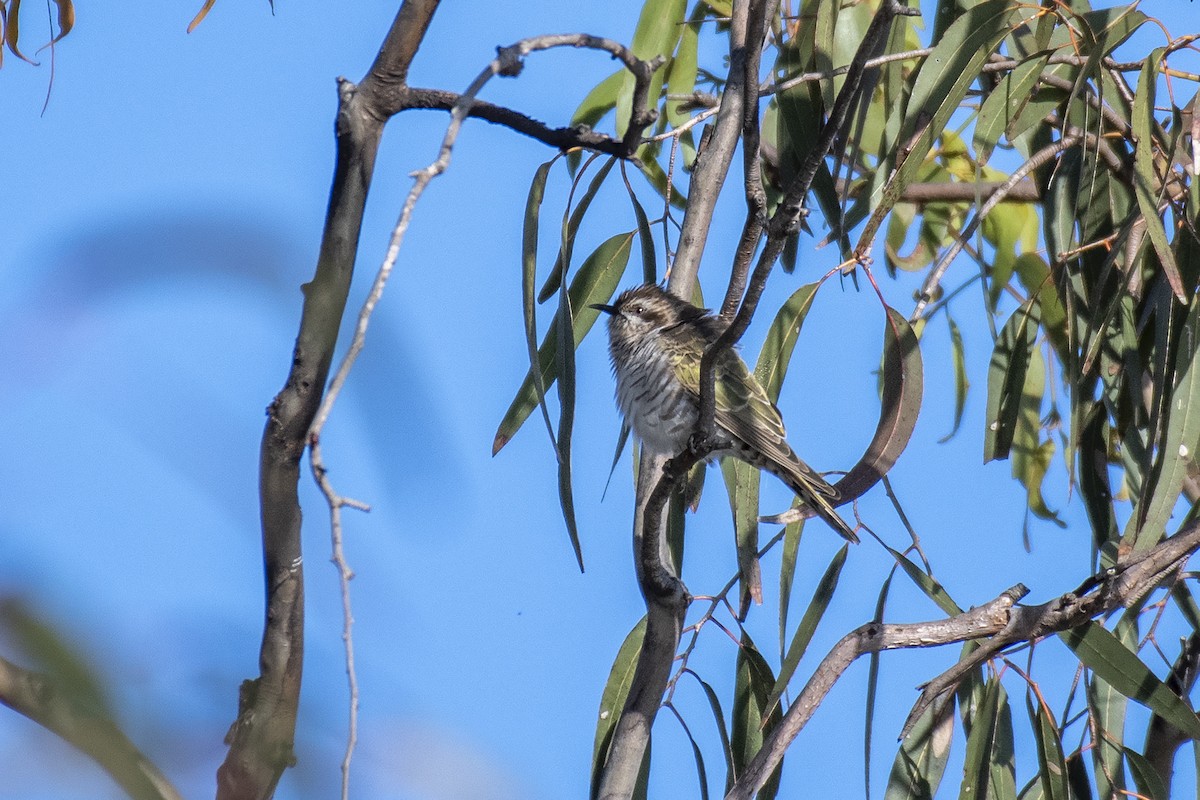 Horsfield's Bronze-Cuckoo - Stephen Murray