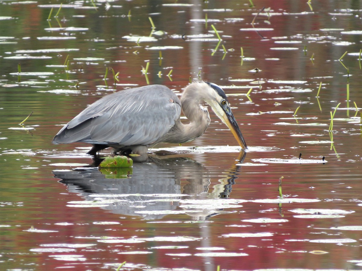 Great Blue Heron - ML375102311