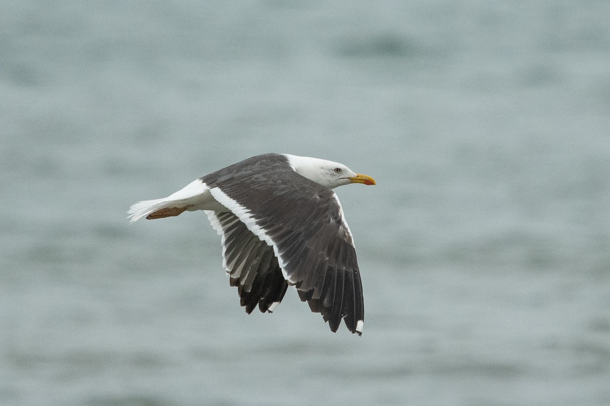 Lesser Black-backed Gull - Ryan Griffiths