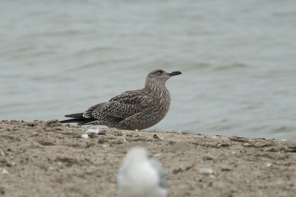 Gaviota Sombría - ML375102671