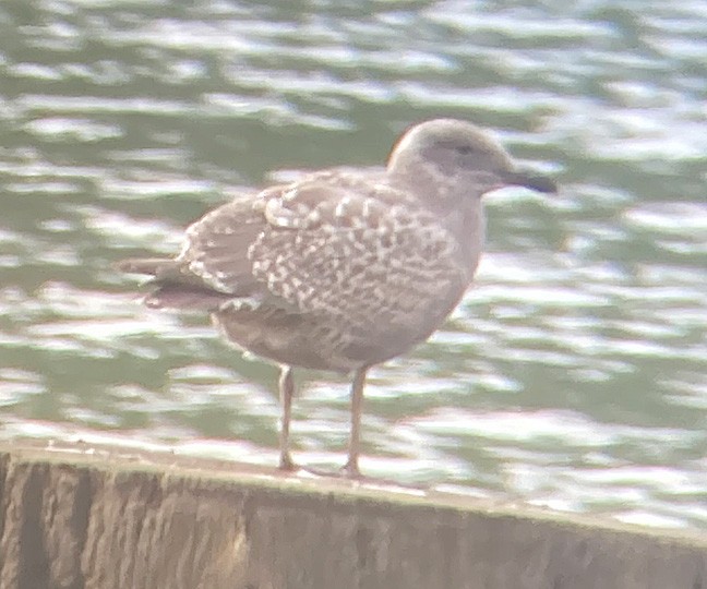 Western x Glaucous-winged Gull (hybrid) - ML375103031