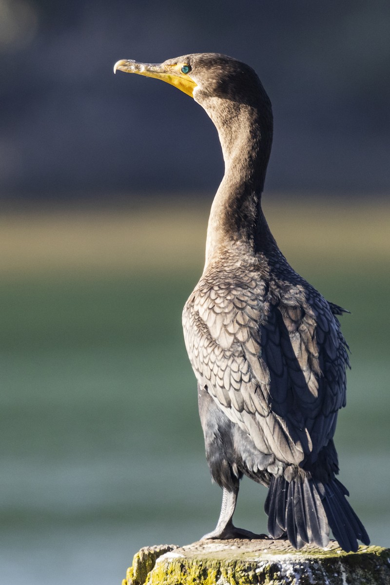 Double-crested Cormorant - ML375103161