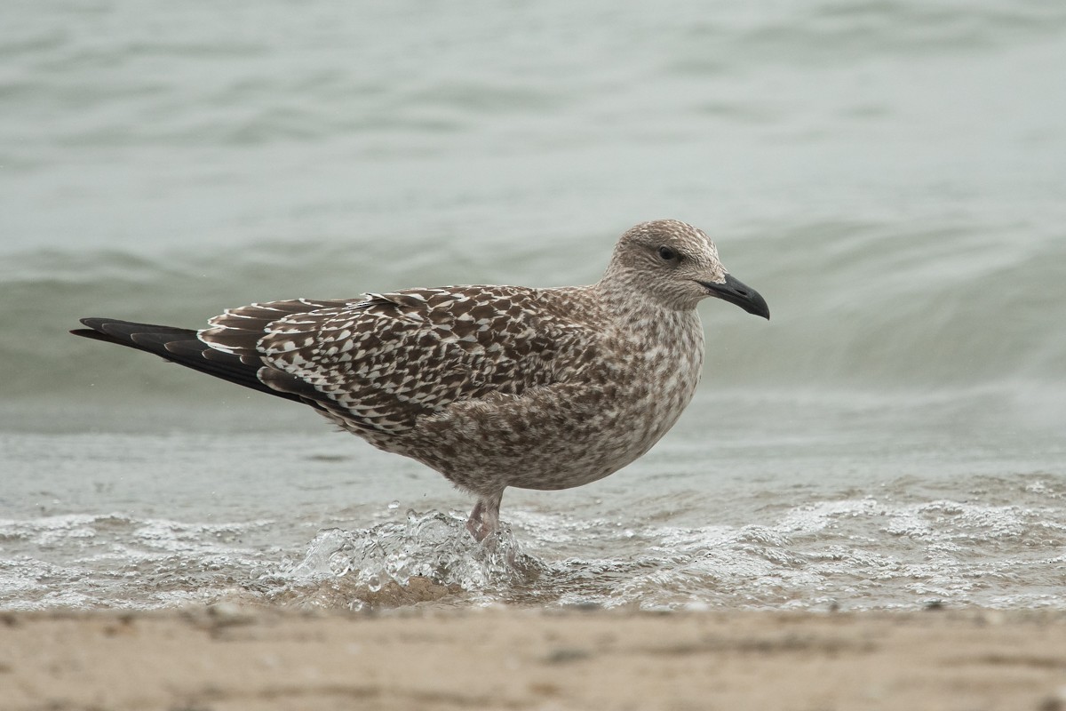 Gaviota Sombría - ML375103231