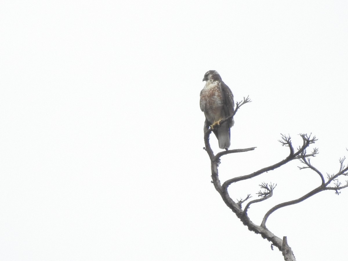 Variable Hawk - ML375105701