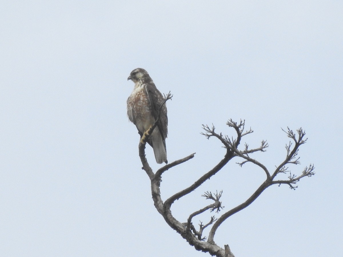 Variable Hawk - ML375105741