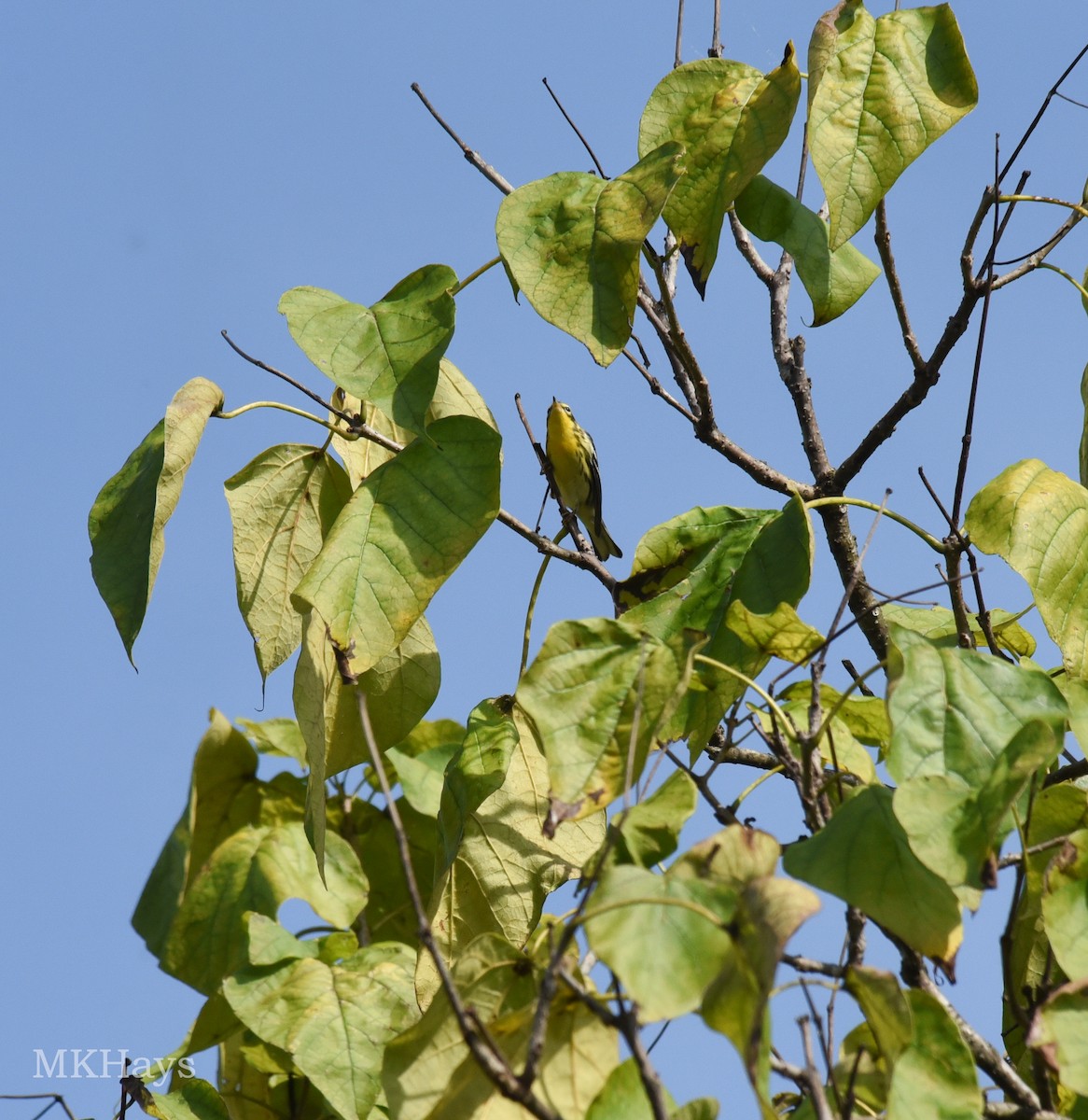 Yellow-throated Warbler - ML375106301