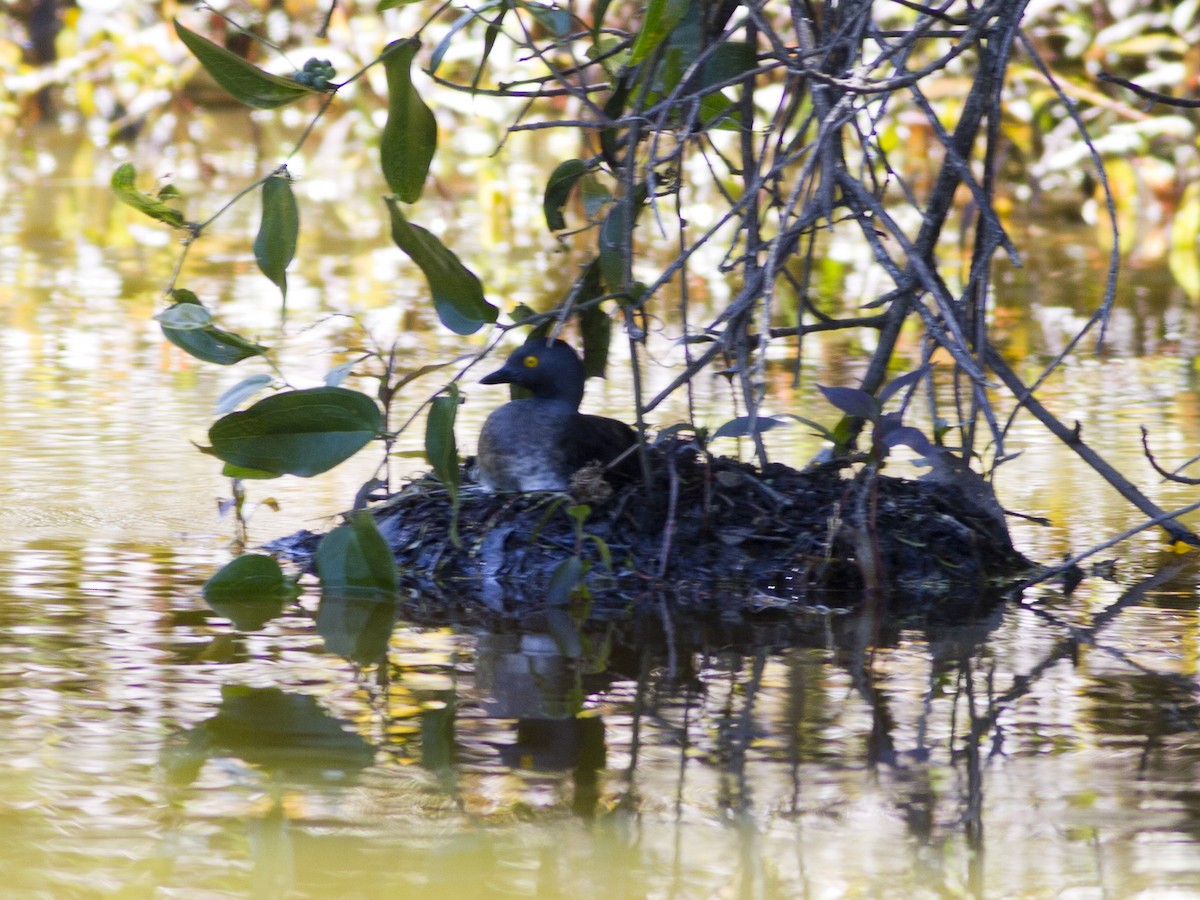 Least Grebe - Glenn Seeholzer