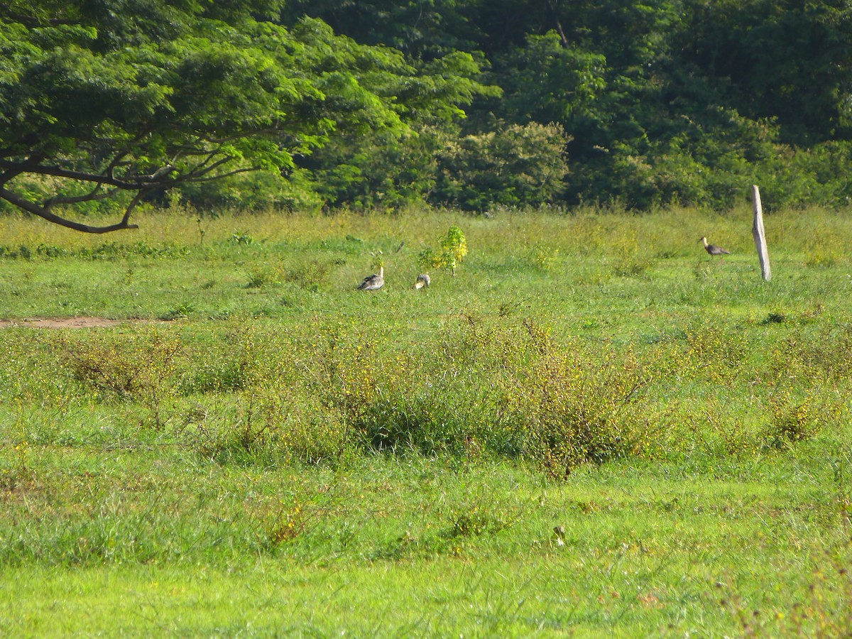 ibis bělokřídlý - ML375106321