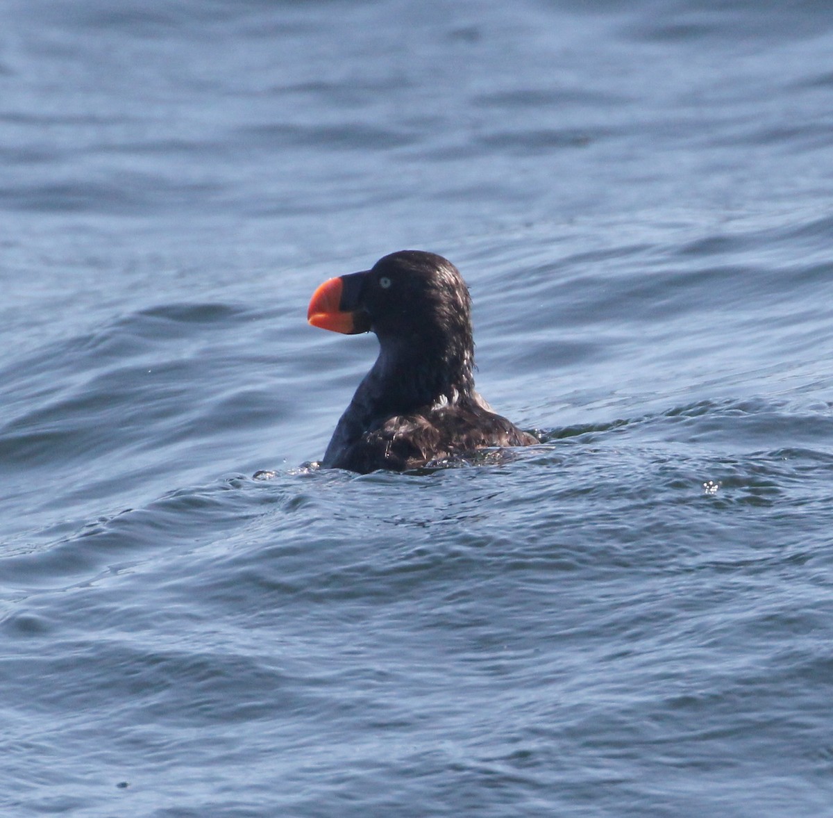 Tufted Puffin - ML375108531