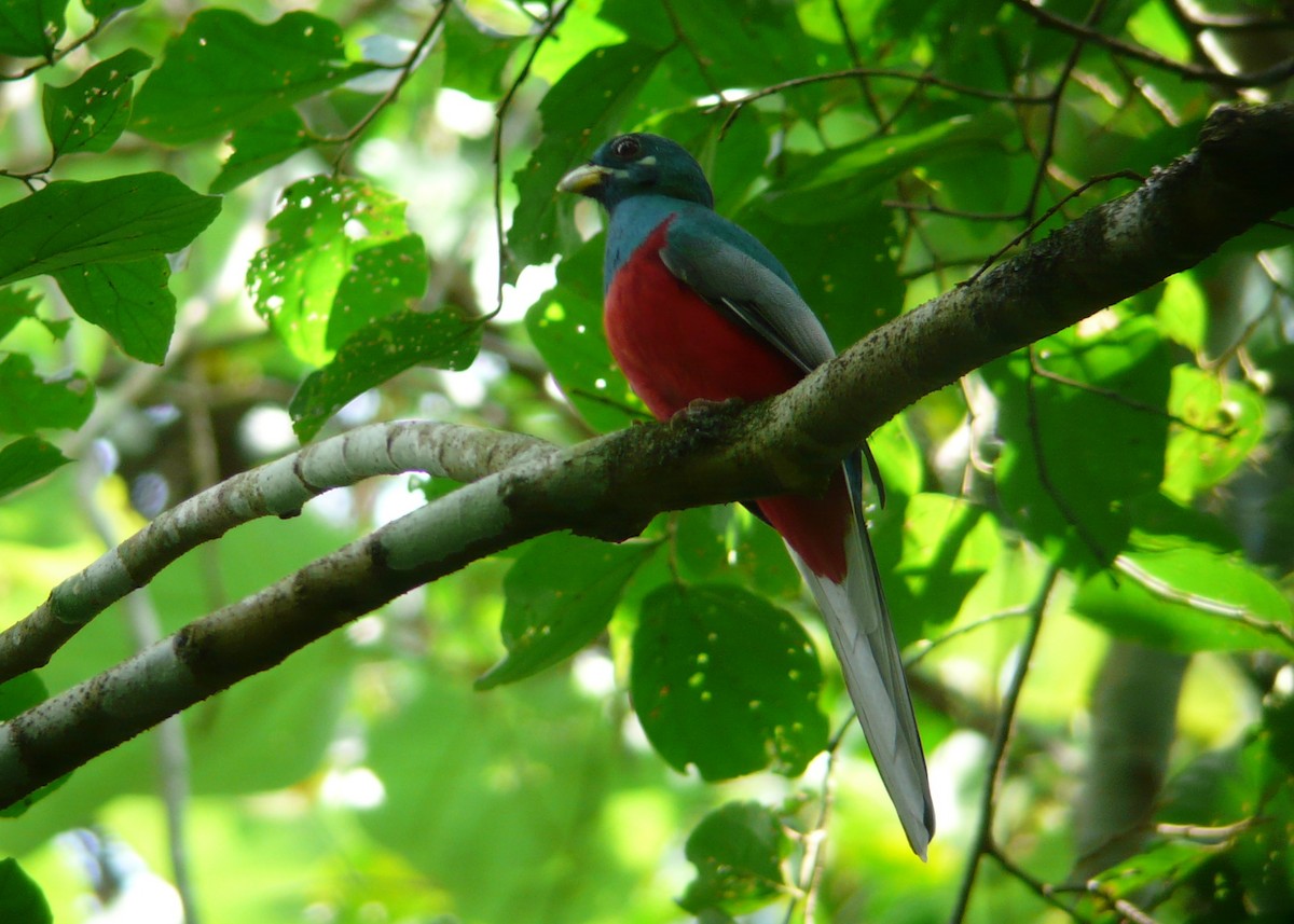 trogon africký - ML37510951